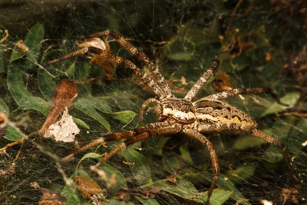 Wolf spider is resting on the net — Stock Photo, Image