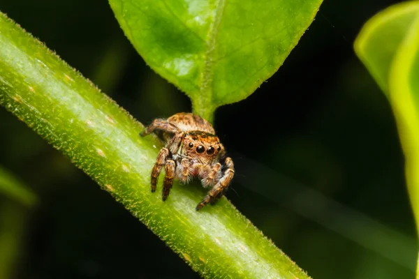 Прыгающий паук на зеленом листе — стоковое фото