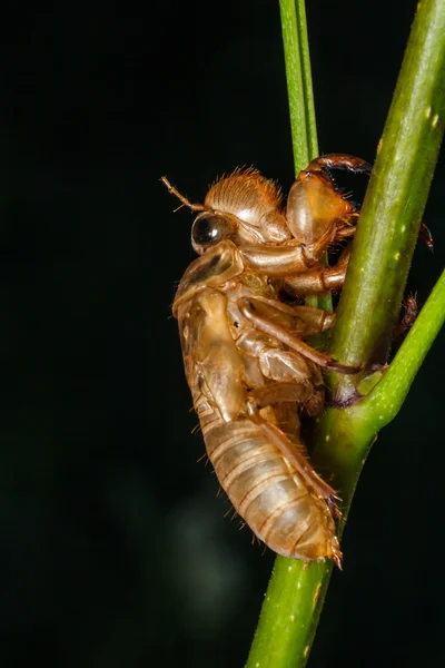 Cicada линьки — стокове фото