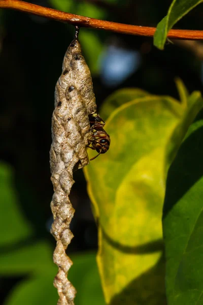 Wasp builds a nest — Stock Photo, Image