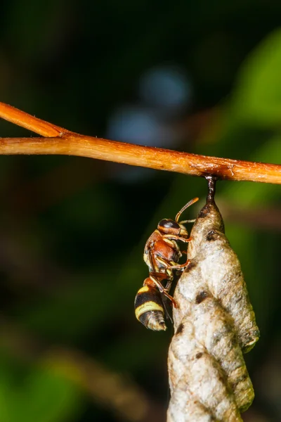 Wasp bouwt een nest — Stockfoto