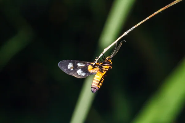 Insekt auf Blattgras — Stockfoto