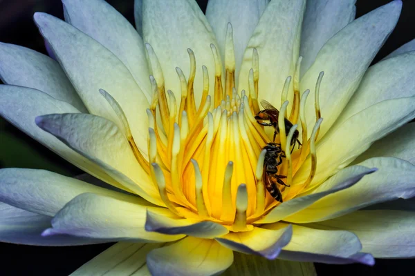 Bee op lotus — Stockfoto