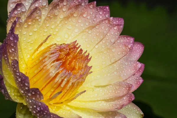 Yellow lotus — Stock Photo, Image