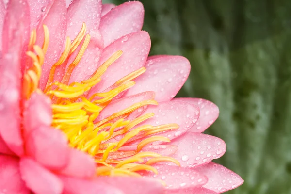 Pink water lily — Stock Photo, Image