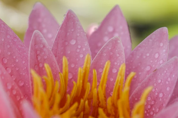 Roze water lily — Stockfoto