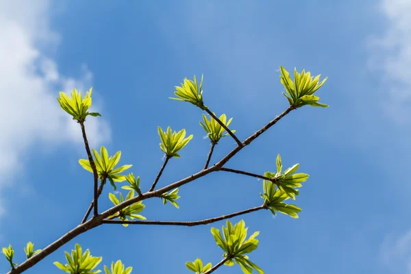 Eerste bladeren op boom in het voorjaar van — Stockfoto