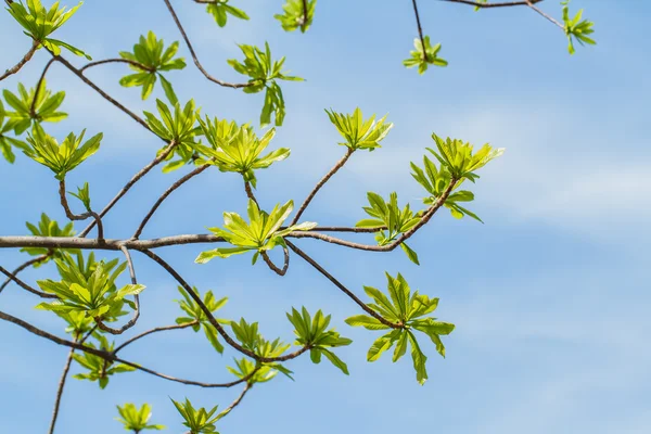 Erste Blätter am Baum im Frühling — Stockfoto