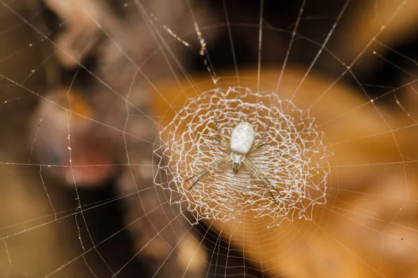 Nasses Spinnennetz — Stockfoto