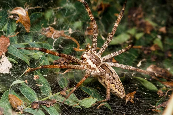 Aranha lobo está descansando na rede — Fotografia de Stock