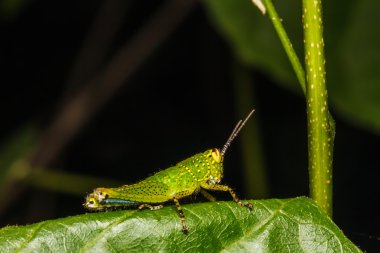 bir yaprak tıraşlama çekirge