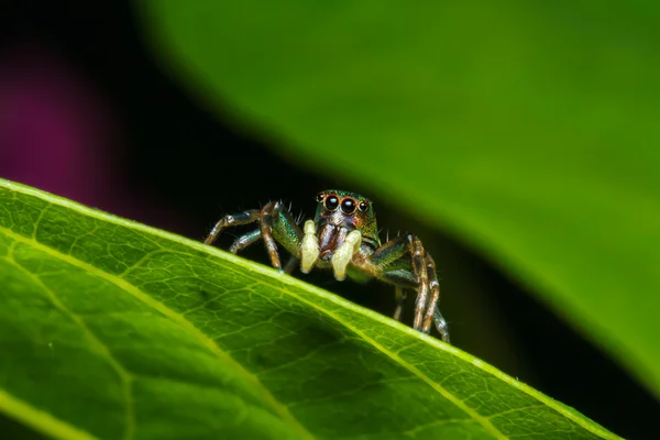 Jumping αράχνη σε πράσινο φύλλο — Φωτογραφία Αρχείου