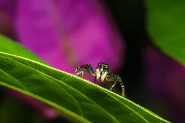 Springende Spinne auf grünem Blatt — Stockfoto