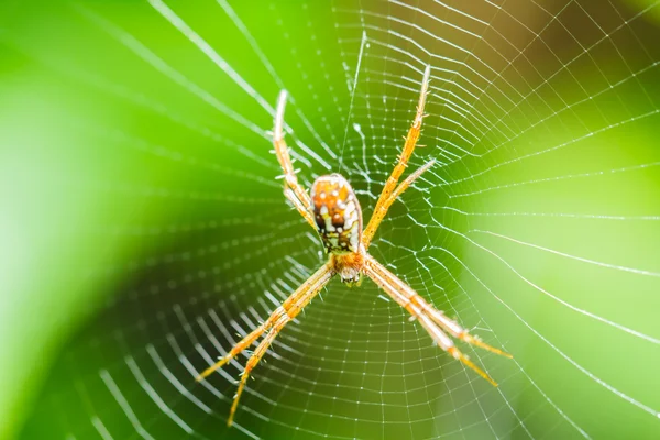 Araignée sur la toile — Photo