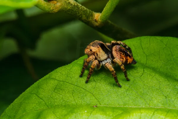 Springende Spinne auf grünem Blatt — Stockfoto