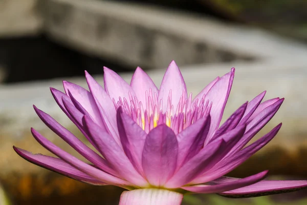 Pink water lily — Stock Photo, Image