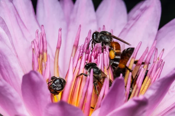 Bee op prachtige lotus — Stockfoto