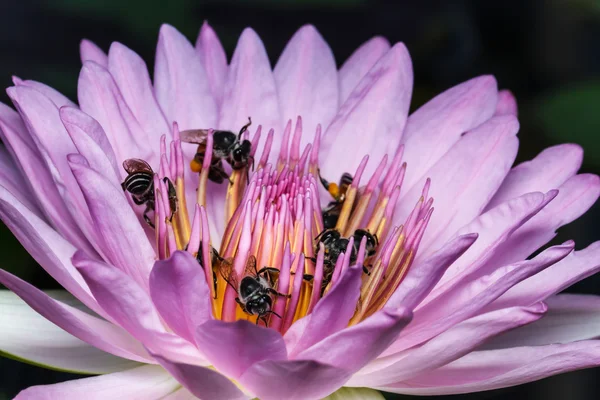 美しい蓮の蜂 — ストック写真