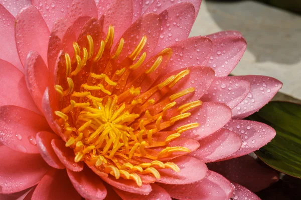 Różowa lilia woda — Zdjęcie stockowe