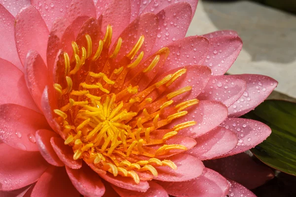 Roze water lily — Stockfoto