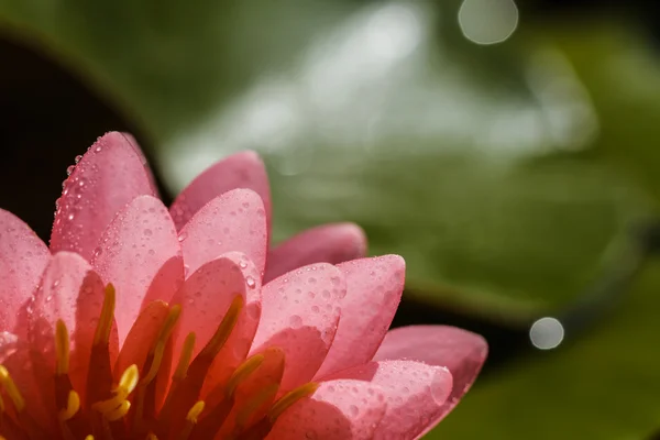 Roze water lily — Stockfoto