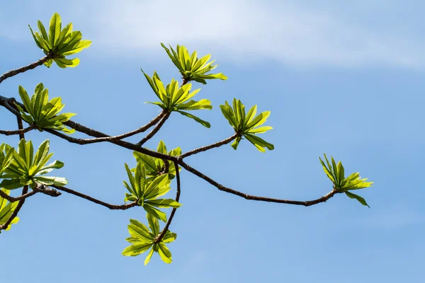 Eerste bladeren op boom in het voorjaar van — Stockfoto