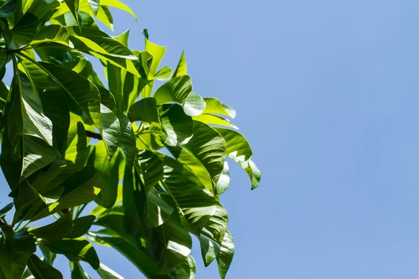 Eerste bladeren op boom in het voorjaar van — Stockfoto