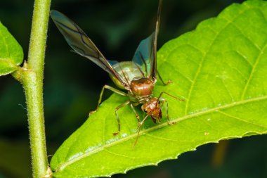 Weaver ant Kraliçe yeşil yaprak üzerinde