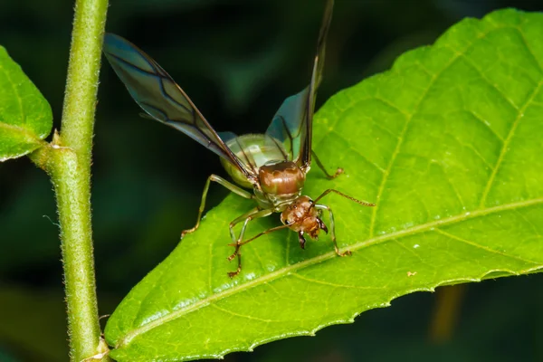 Tkadlec mravenčí královna na zelený list — Stock fotografie
