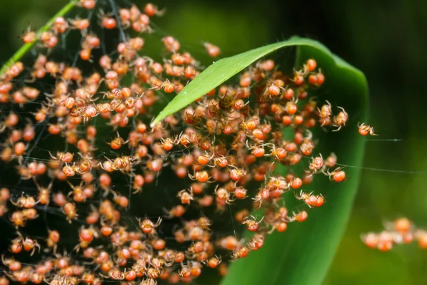 Groups of babies spider — Stock Photo, Image