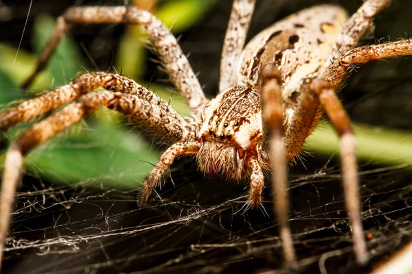 Wolf spider is resting on the net — Stock Photo, Image