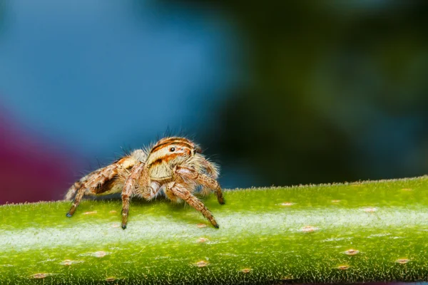 Jumping spider on green leaf — Stock Photo, Image