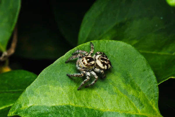 Jumping spider on green leaf — Stock Photo, Image