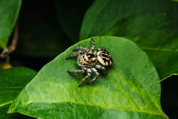 Aranha saltando na folha verde — Fotografia de Stock