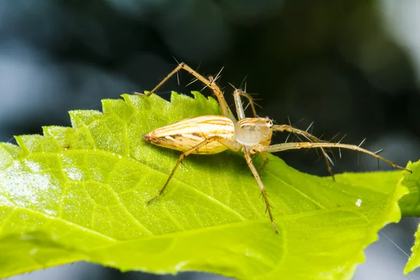 Hoppande spindel på gröna blad — Stockfoto