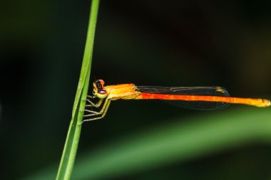  yusufçuk dalları otların arasında kalın