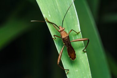 Yeşil çimenlikteki böcek.