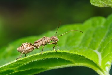 Yeşil çimenlikteki böcek.