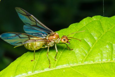 Weaver ant Kraliçe yeşil yaprak üzerinde