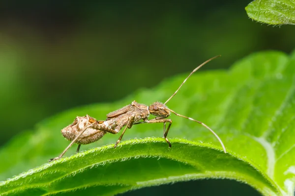 Insecto en la hierba verde —  Fotos de Stock