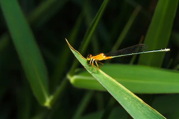 Dragonfly branches stay in grass — Stock Photo, Image