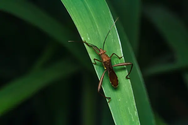 Insect op het groene gras — Stockfoto