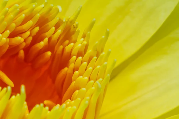 Žlutá lotus — Stock fotografie