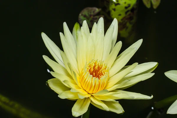 Gele lotus — Stockfoto