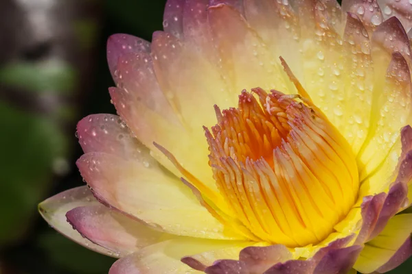 Yellow lotus — Stock Photo, Image