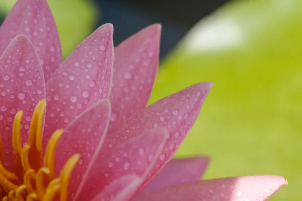 Lirio de agua rosa —  Fotos de Stock