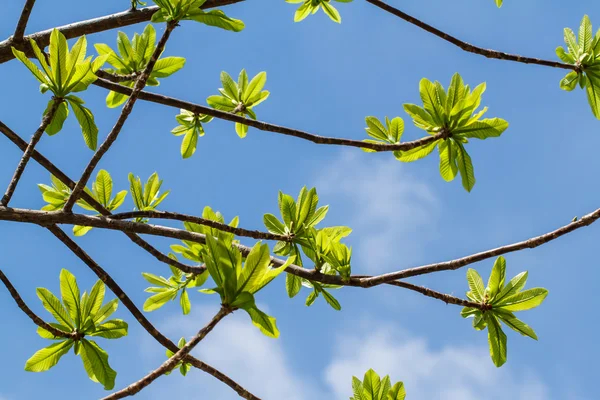 Erste Blätter am Baum im Frühling — Stockfoto