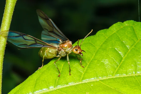 Tkacz mrówka królowa na zielony liść — Zdjęcie stockowe