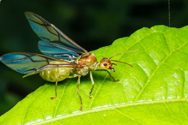 Weaver ant Kraliçe yeşil yaprak üzerinde