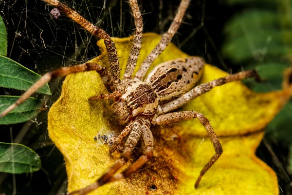 Wolf spider is rusten op het net — Stockfoto